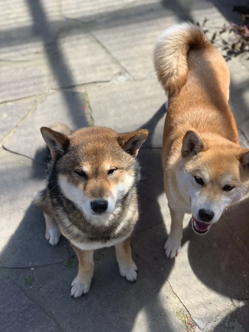 Hundepension & Tagesstätte Pfotenwohl - Brohl-Lützing pet otel görseli 3