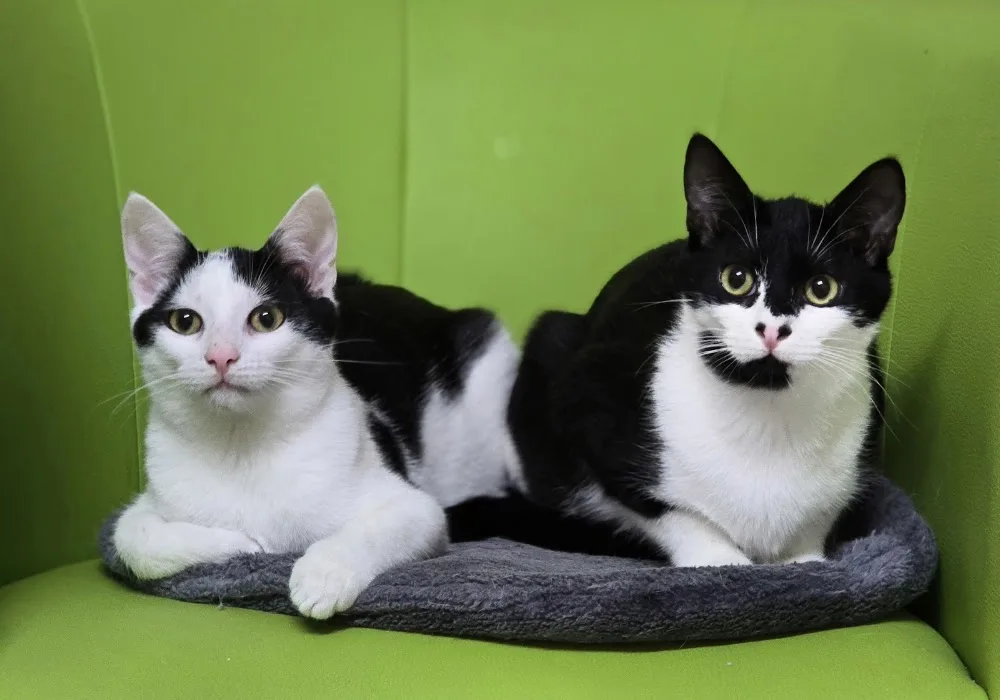 Katzenpension "Das Tierstübchen" - Brohl-Lützing pet otel görseli 3