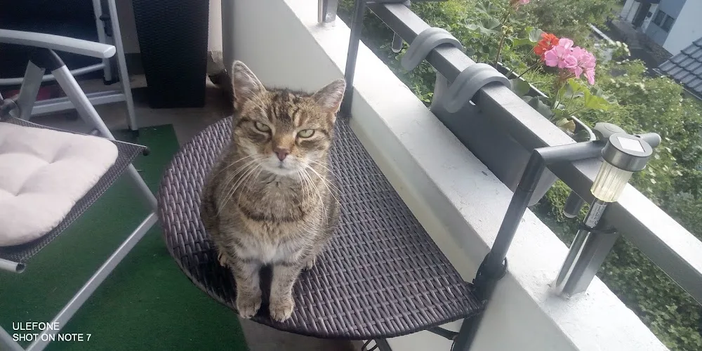 Katzenpension Schumacher - Brohl-Lützing pet otel görseli 6