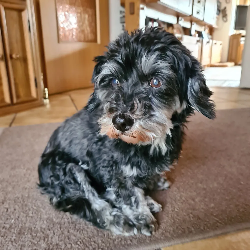 KittyDog Hundesalon und Katzenhotel - Brohl-Lützing pet otel görseli 3