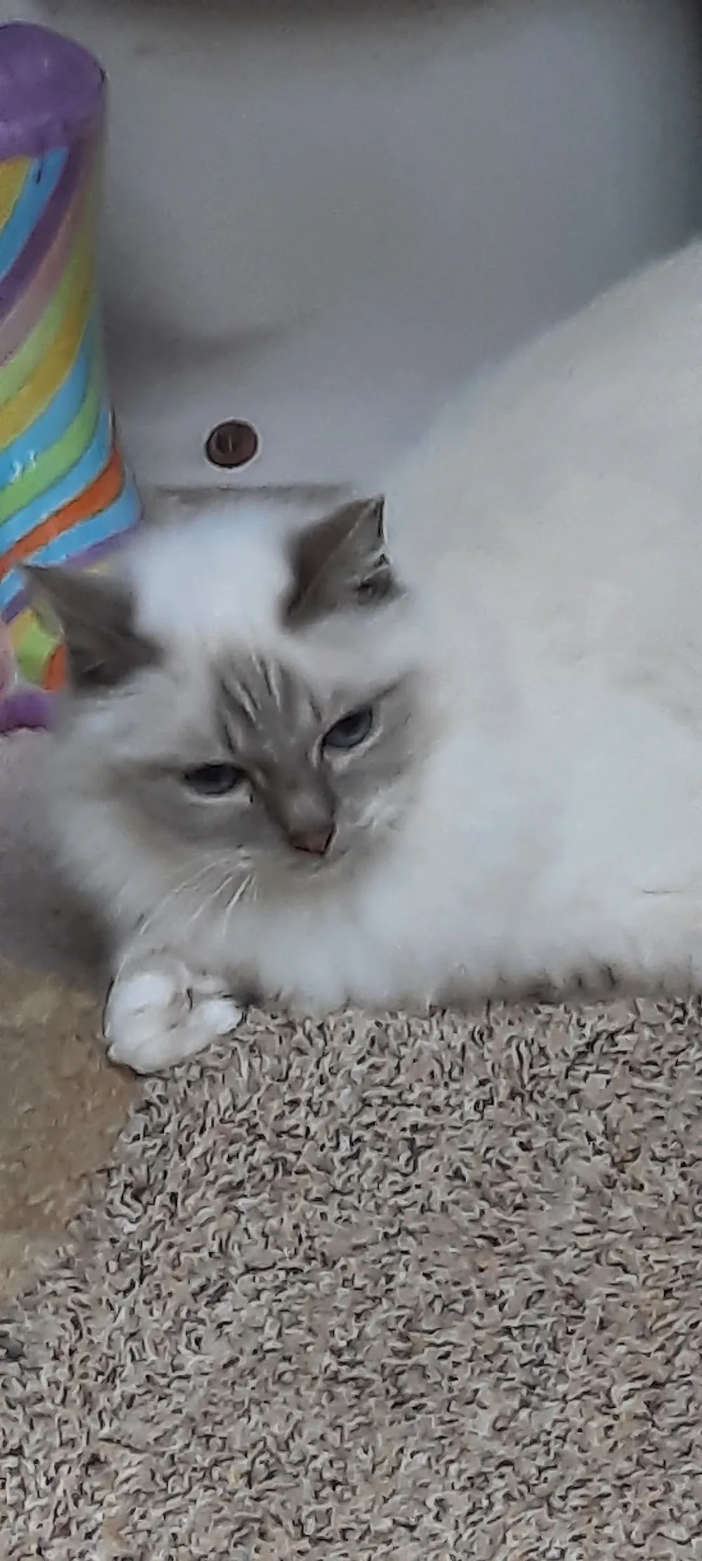 Cat Haven Luxury Boarding Cattery - Bromley pet otel
