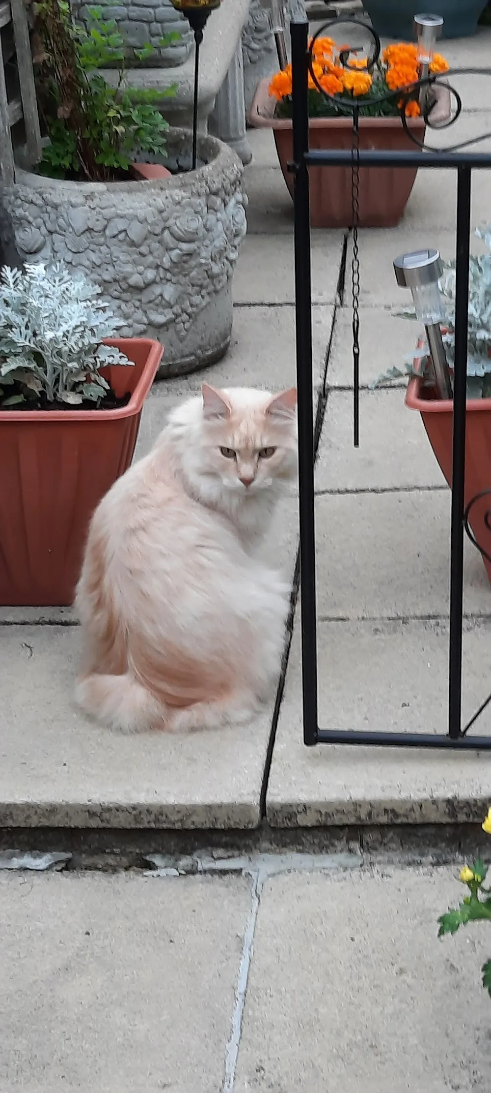 Cat Haven Luxury Boarding Cattery - Bromley pet otel görseli 3