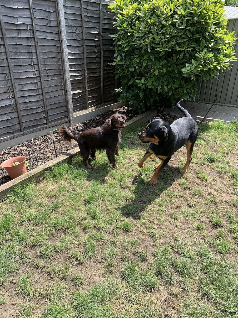 Go Houndz Ltd - Bromley pet otel görseli 3