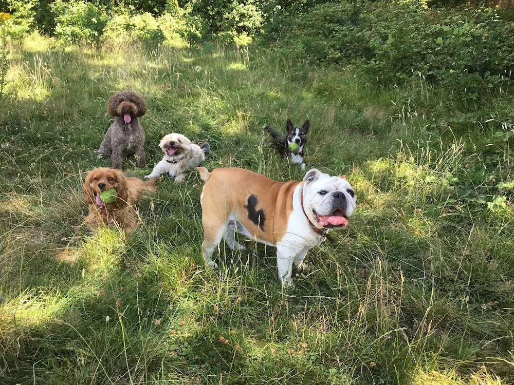 Langley Dog Walking & Boarding - Bromley pet otel görseli 3