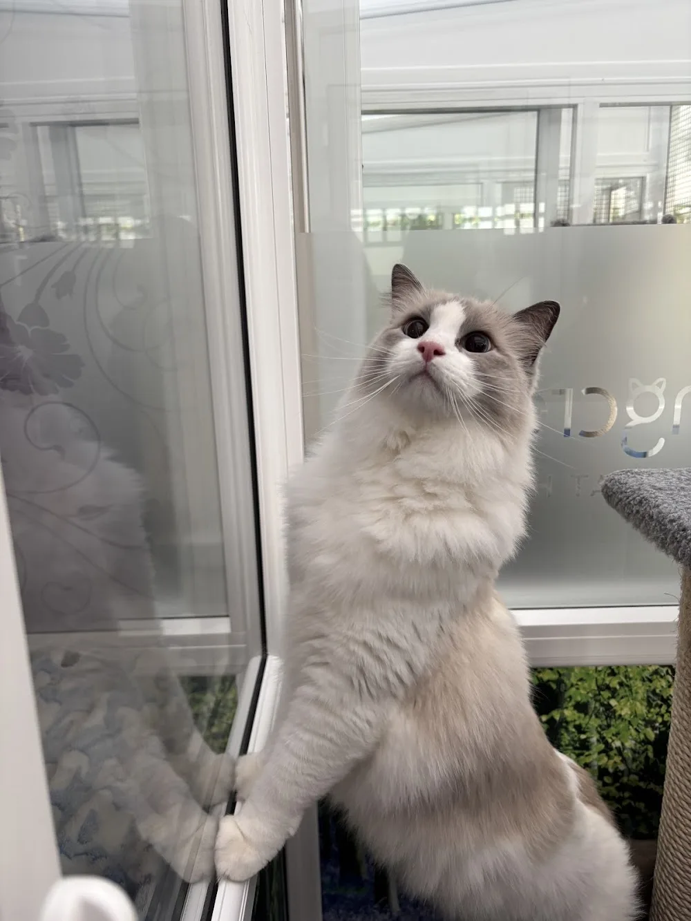 Longcroft Luxury Cat Hotel Orpington / Greater London - Bromley pet otel görseli 3