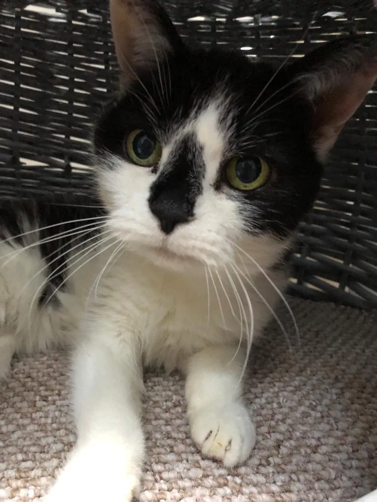 Pickhurst Cattery - Bromley pet otel görseli 2