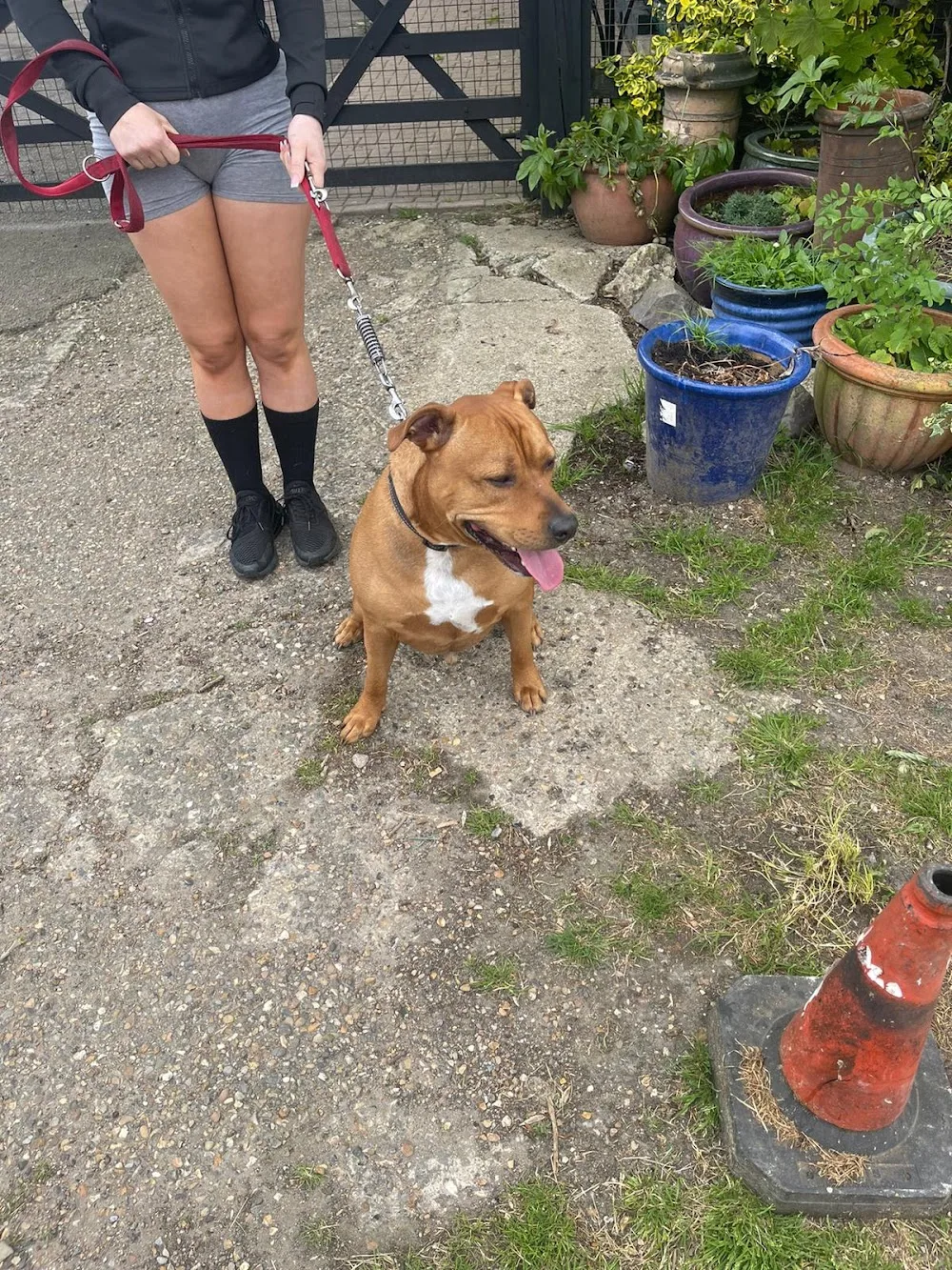 Pond Farm Kennels - Bromley pet otel