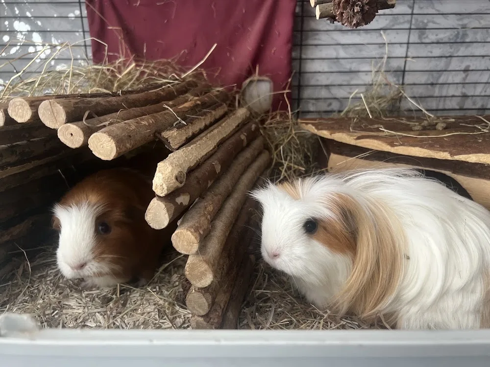 Posh Pets Hotel - Bromley pet otel