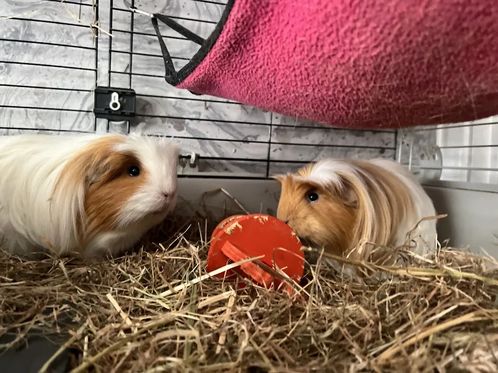 Posh Pets Hotel - Bromley pet otel görseli 3