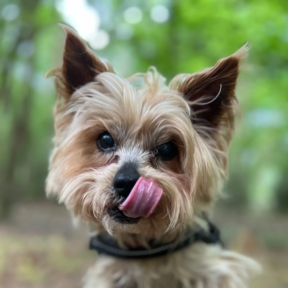 Posh Pets Hotel - Bromley pet otel görseli 4