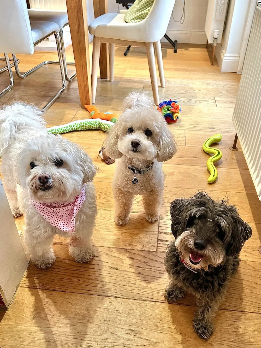 StayPawsitive Dog Home Boarding Bromley - Bromley pet otel