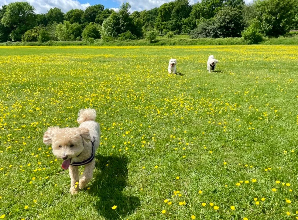StayPawsitive Dog Home Boarding Bromley - Bromley pet otel görseli 3