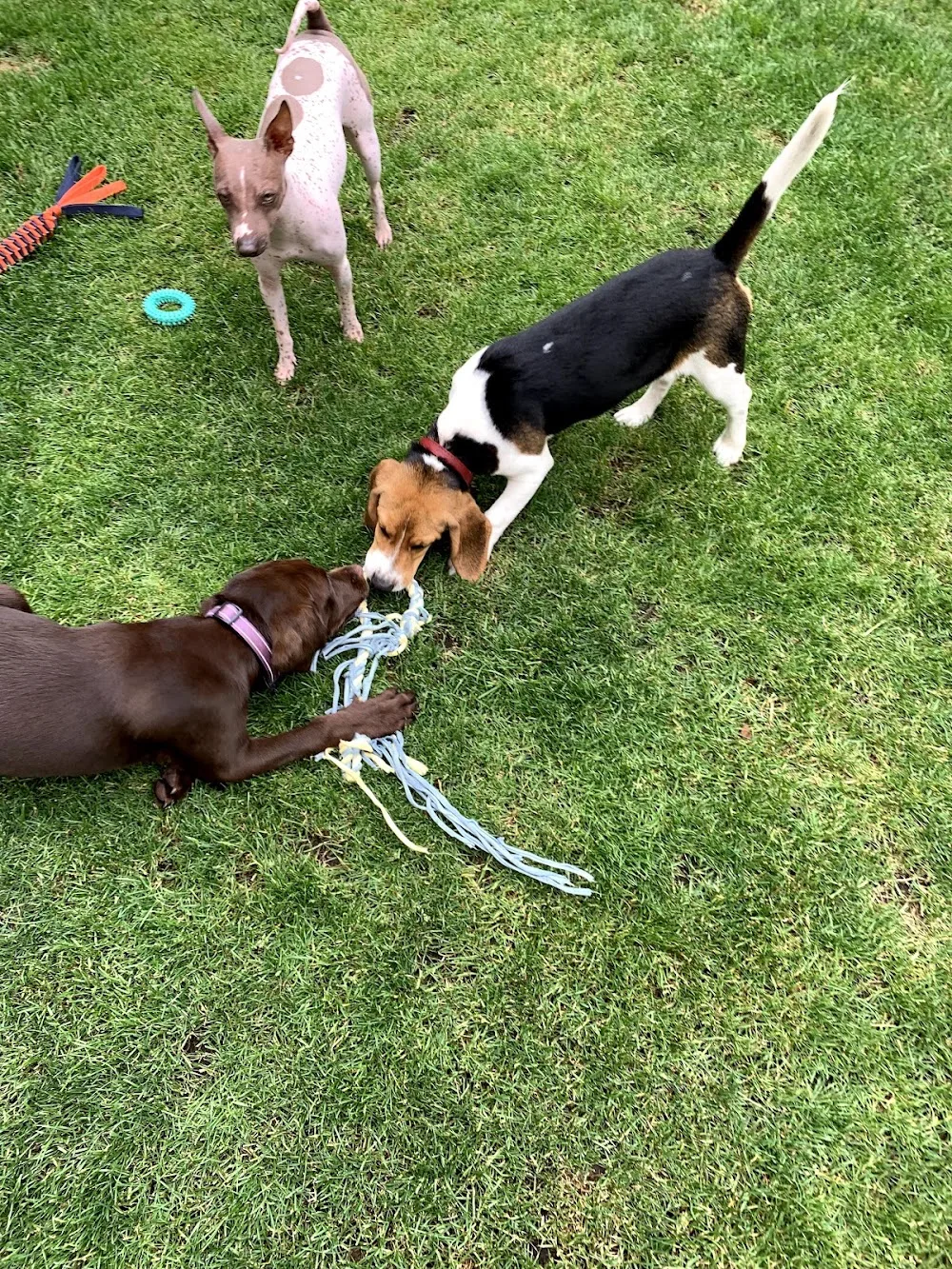 That's Amore Pet Care - Bromley pet otel görseli 3