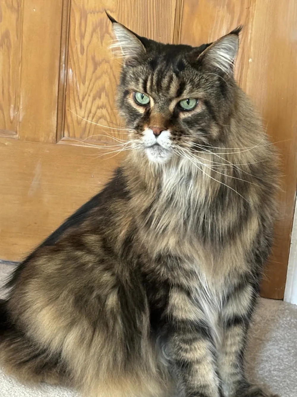 The Cat Butler Bromley - Cat Sitting Service, Cattery Alternative - Bromley pet otel görseli 3
