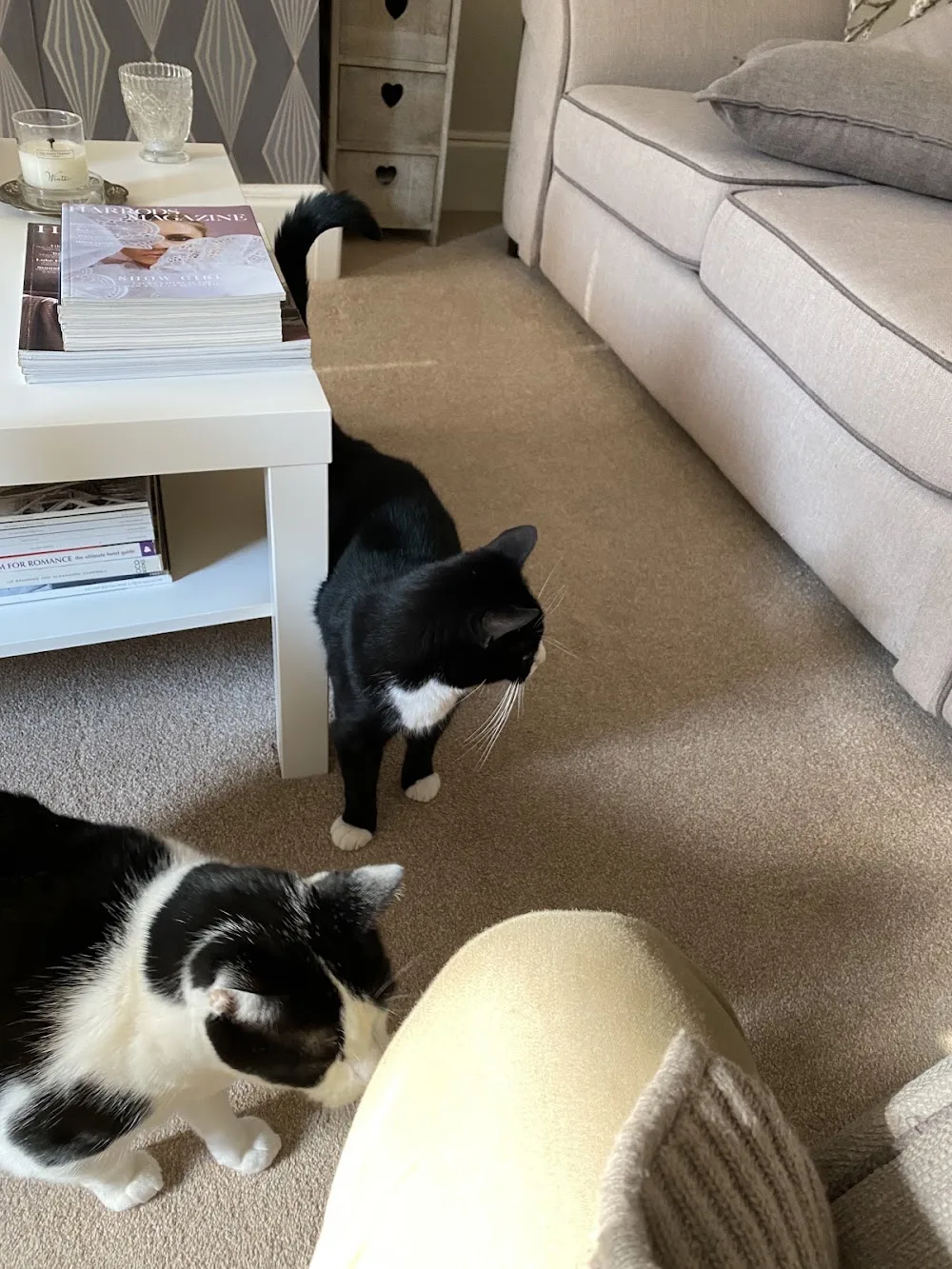 WagginTailz Cat Feeding - Bromley pet otel görseli 3