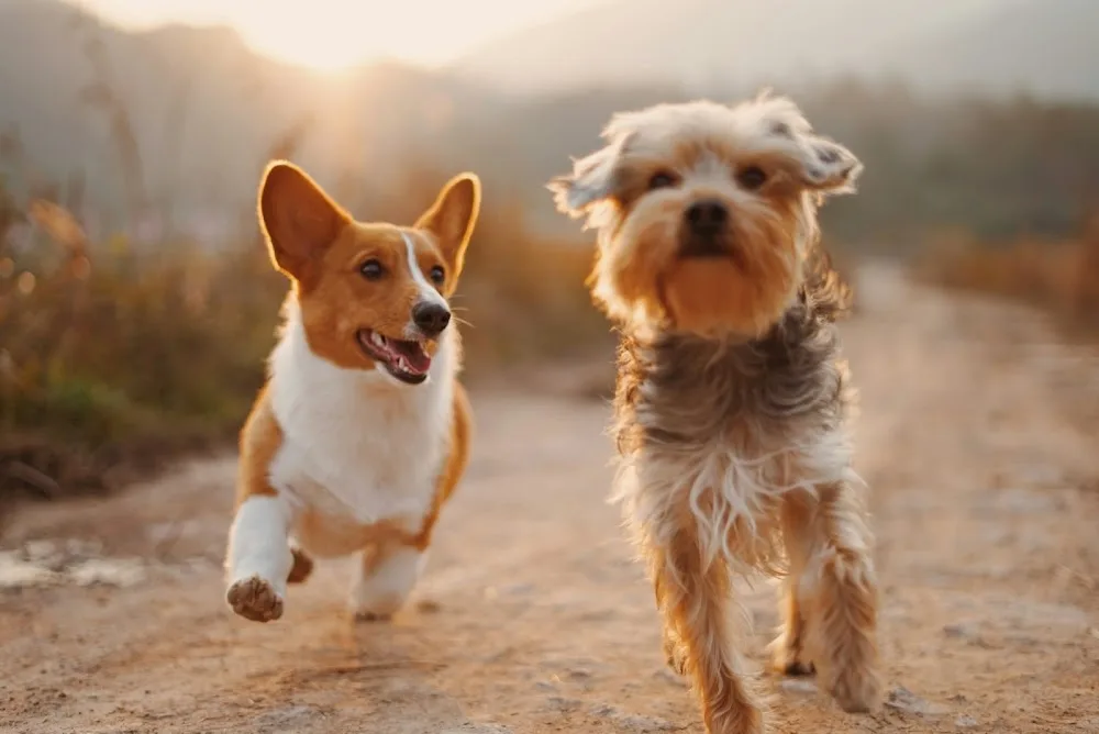 Fuzzy's Hundehotel - Brunnthal pet otel