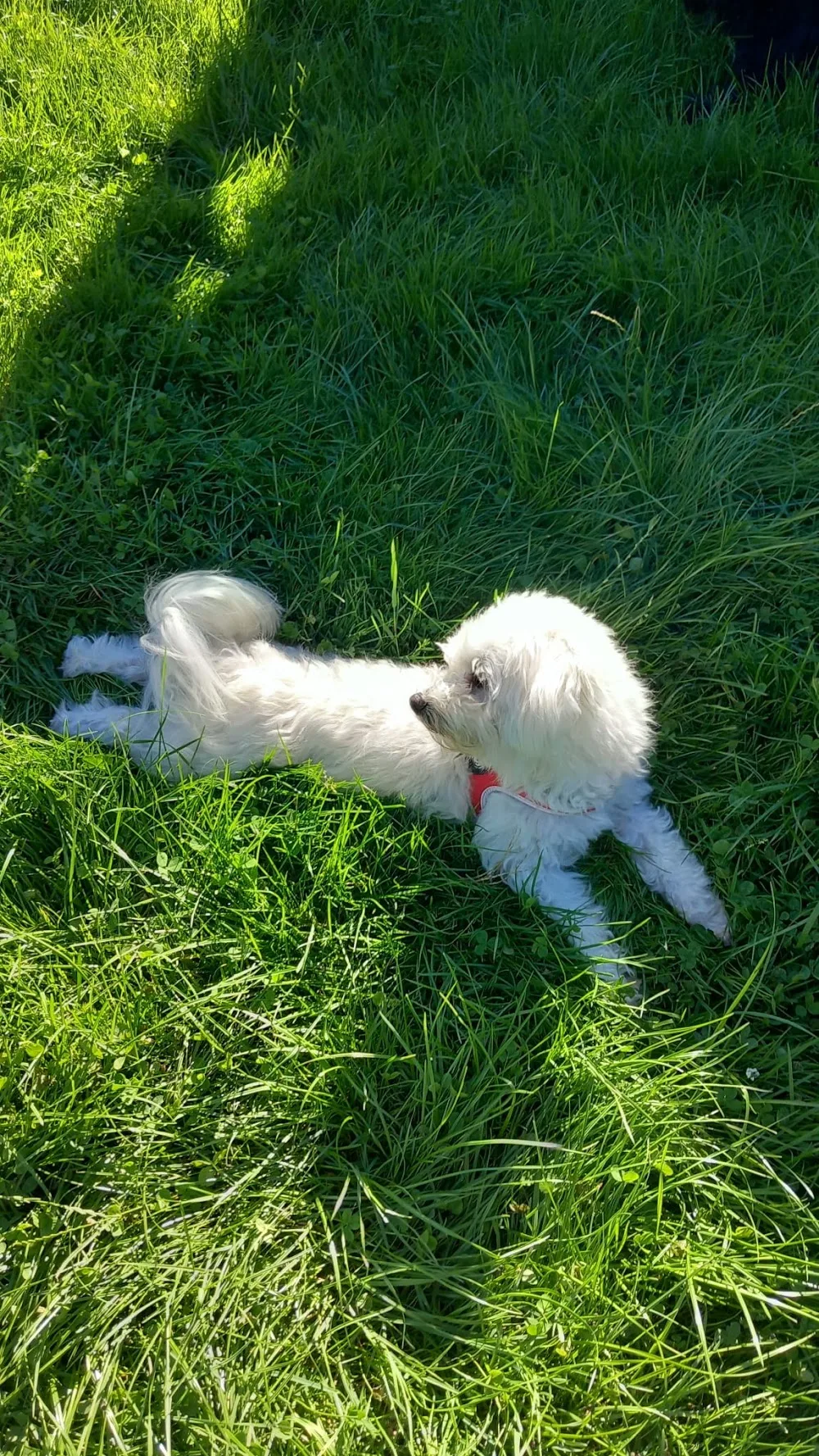 Hundebetreuung Altenburg - Brunnthal pet otel görseli 3