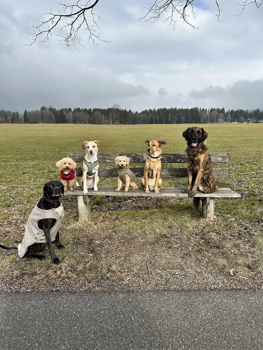 Katis HundeHarmonie - Brunnthal pet otel görseli 3