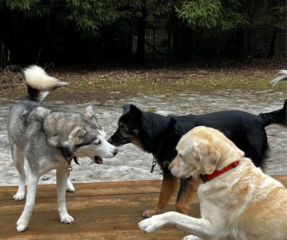 Lennox & Friends Hundepension - Brunnthal pet otel