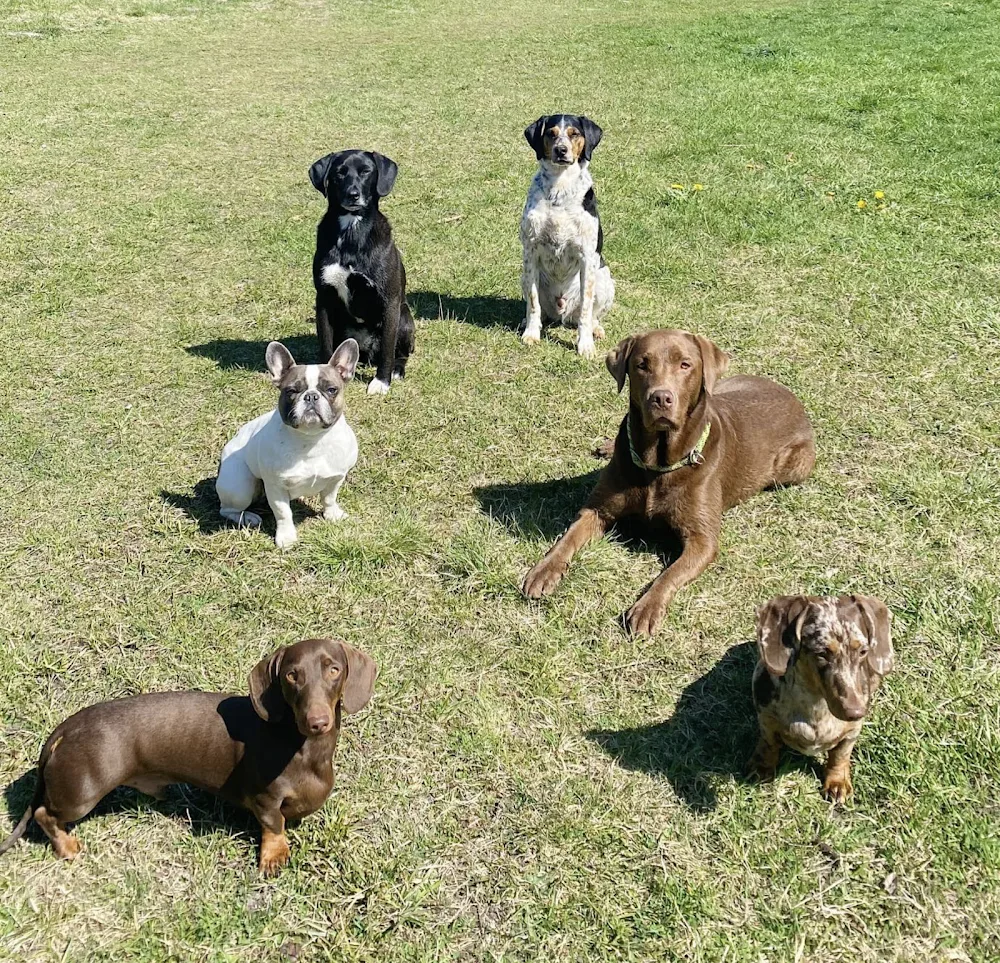 Lennox & Friends Hundepension - Brunnthal pet otel görseli 3