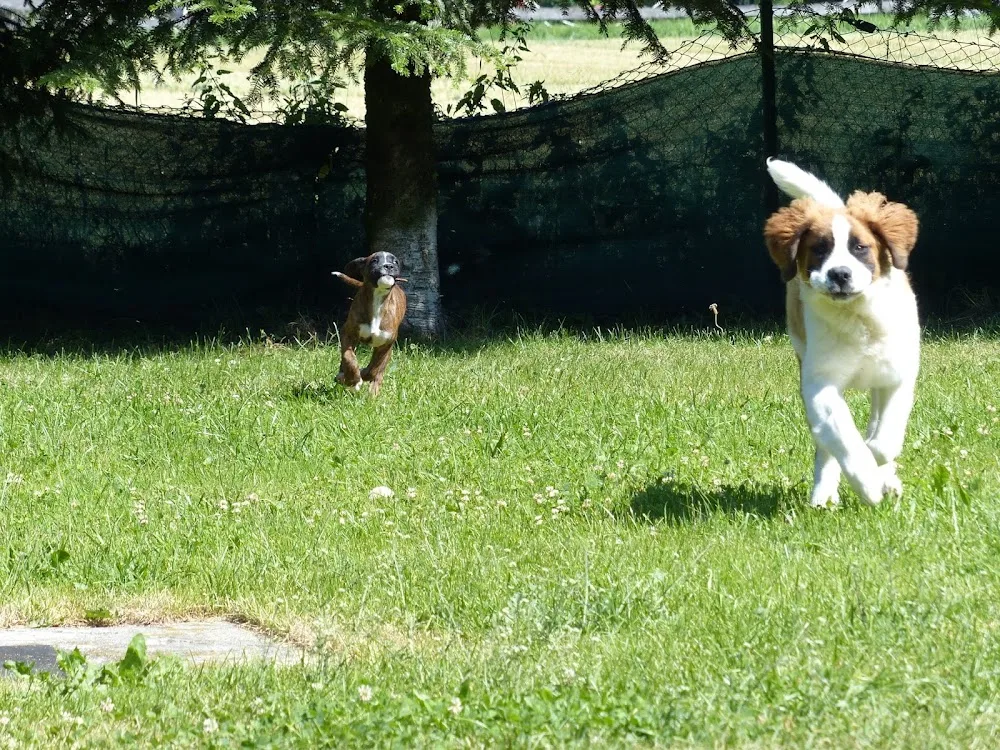 Mobiler Hundetrainer, Tages- und Urlaubsbetreuung, Lucia Schreiber - Brunnthal pet otel