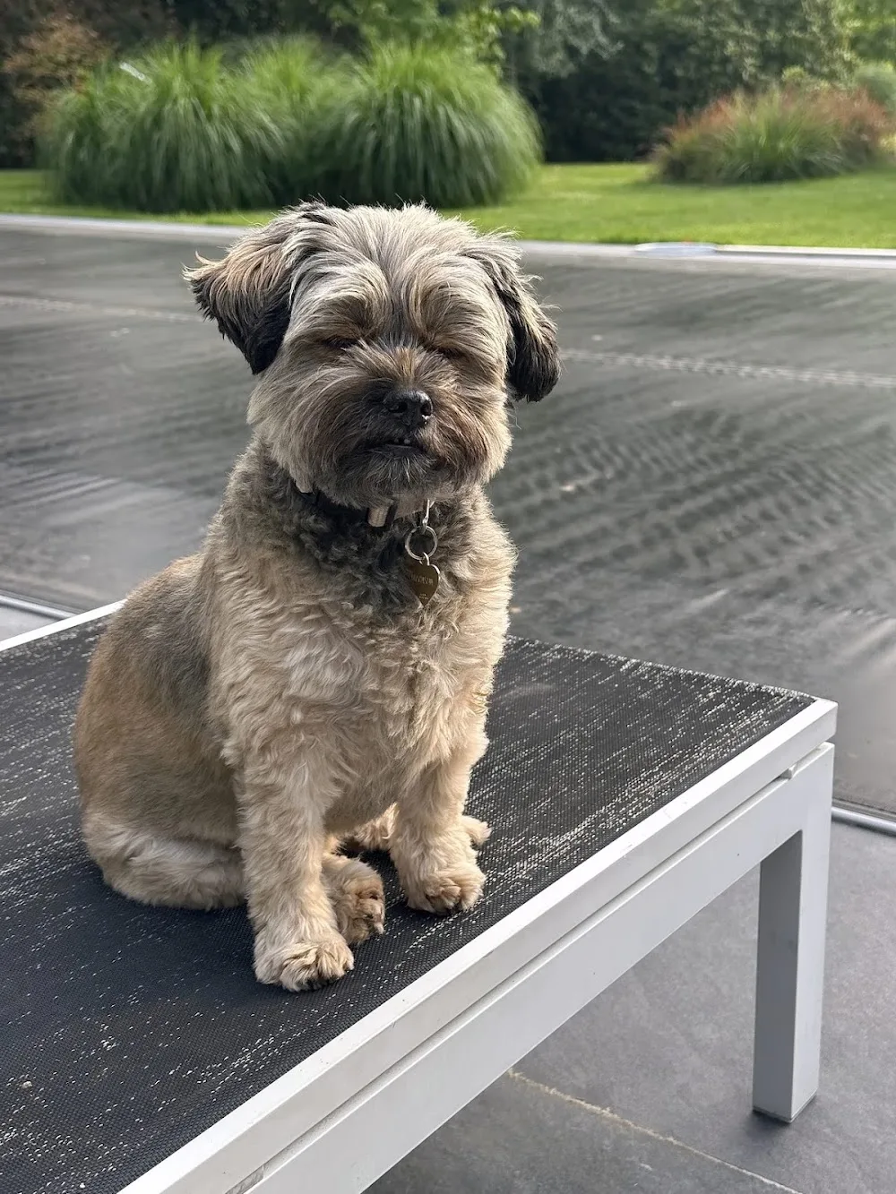 Au paradis des petits chiens - Brussels pet otel görseli 3