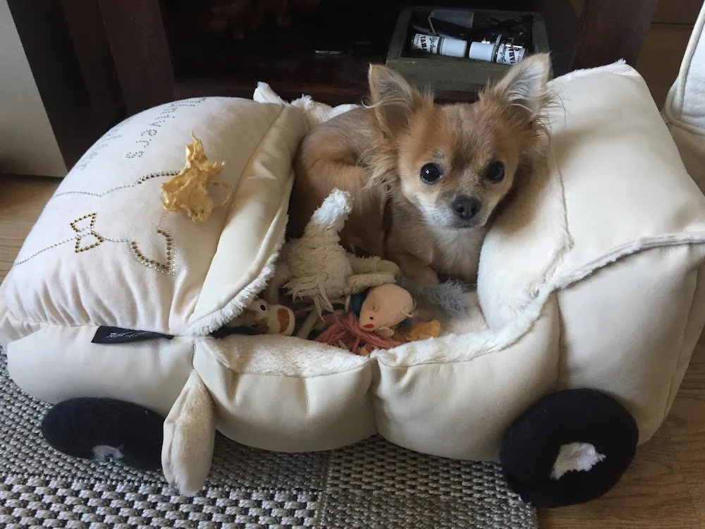 Le Petit Trianon - Pension Super Confort Pour Petits Chiens - Brussels pet otel görseli 2