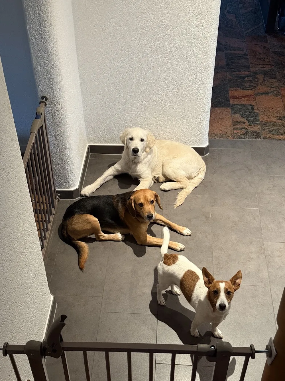 Armonias Paradise GmbH - Bubikon pet otel
