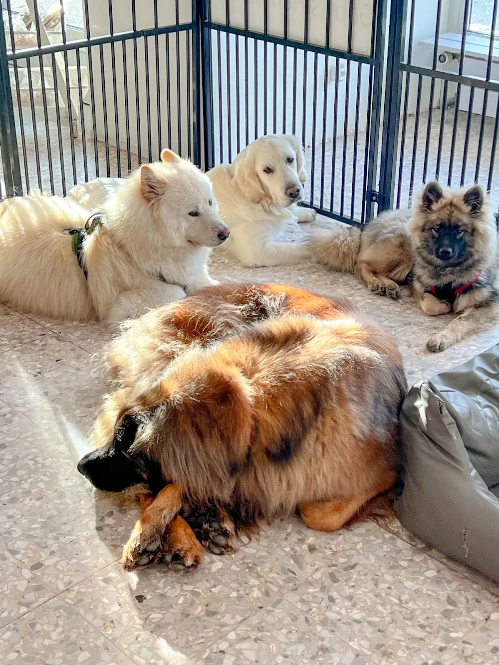 Gaby‘s Hundehuus - Bubikon pet otel görseli 3