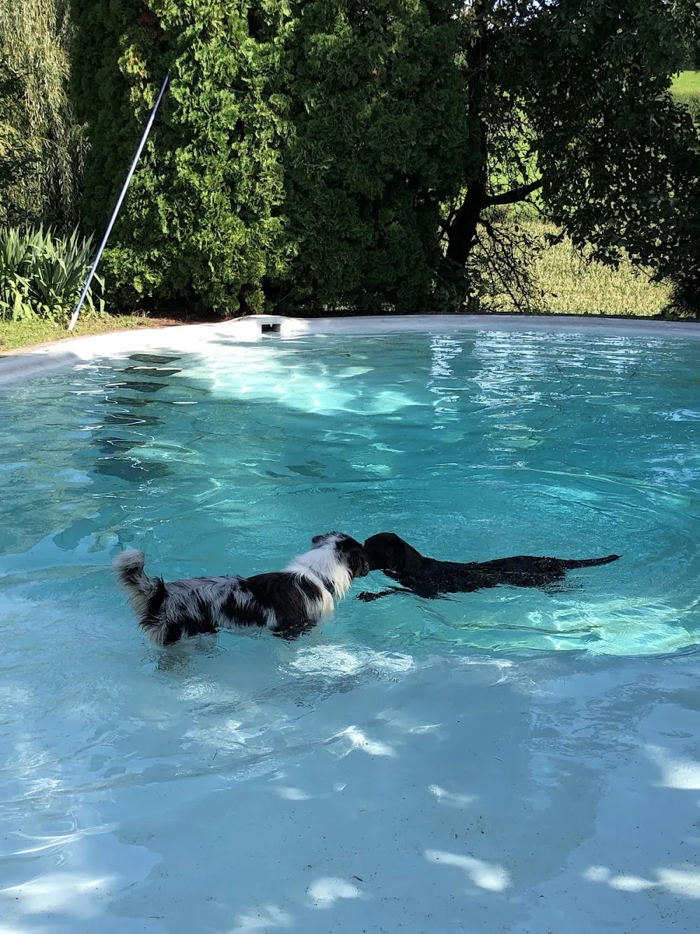 Happy Tailz Hundepension - Bubikon pet otel görseli 3