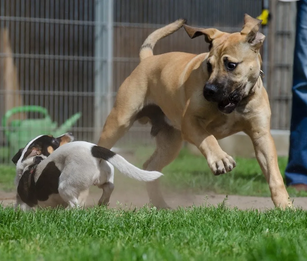 Hundezone Hundebetreuung - Bubikon pet otel