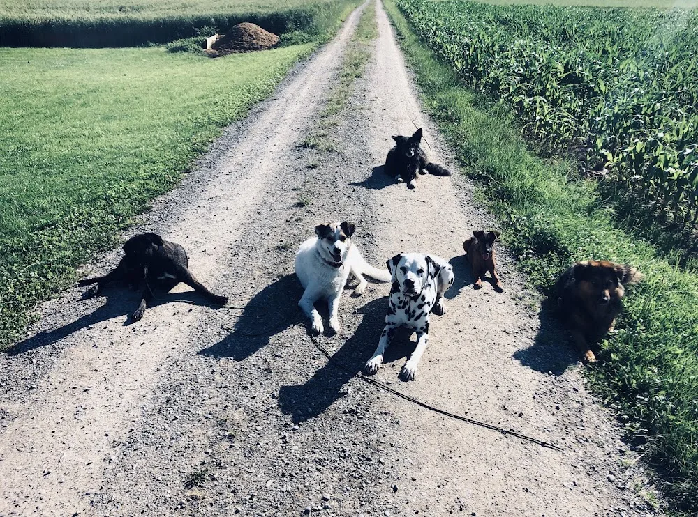 Hundezone Hundebetreuung - Bubikon pet otel görseli 3
