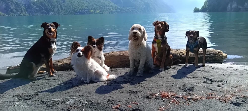 Pawtastic Dogcare - Hundebetreuung, Tages- und Ferienbetreuung - Bubikon pet otel