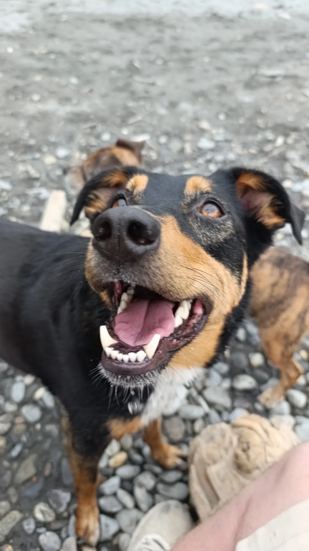 Pawtastic Dogcare - Hundebetreuung, Tages- und Ferienbetreuung - Bubikon pet otel görseli 3