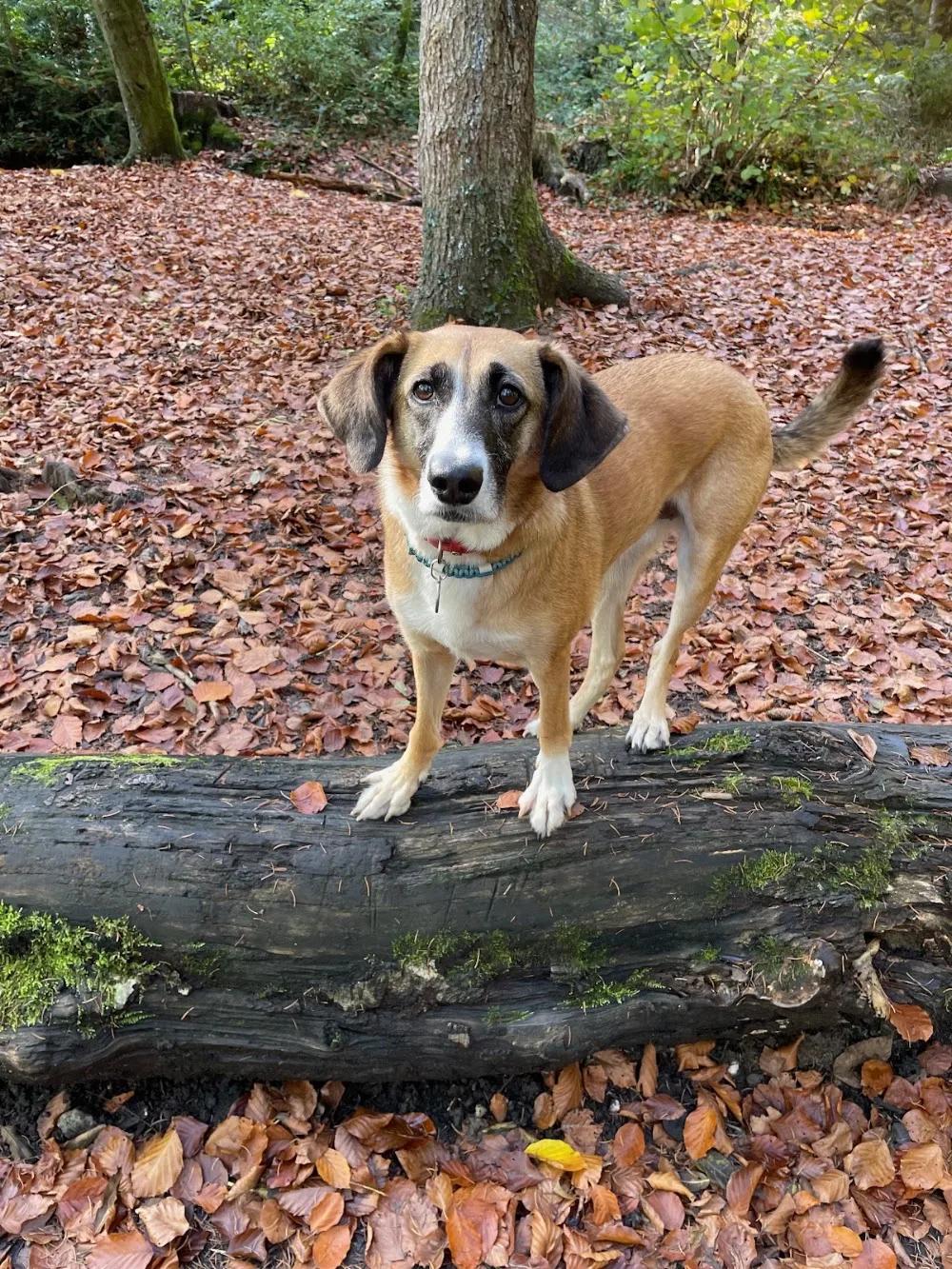 Pfotenhelden by Hundebetreuung Kern - Bubikon pet otel görseli 3