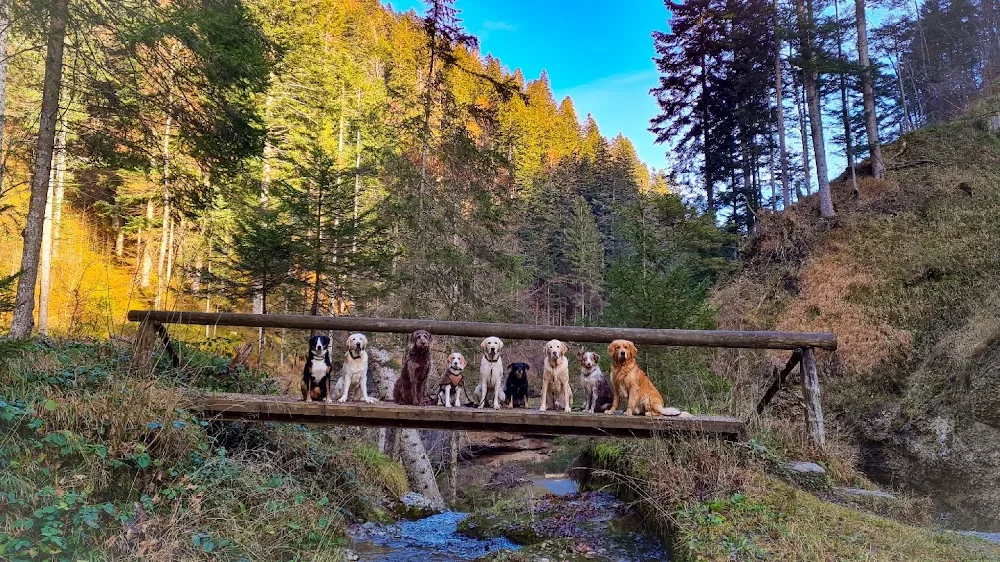 RudelZeit -deine liebevolle Hundebetreuung zwischen Wald und Meilen - Bubikon pet otel
