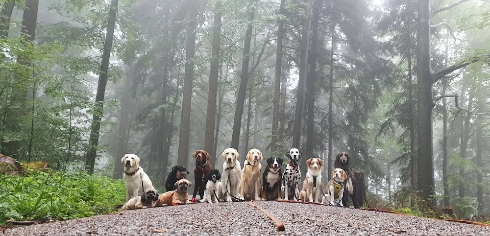 RudelZeit -deine liebevolle Hundebetreuung zwischen Wald und Meilen - Bubikon pet otel görseli 3