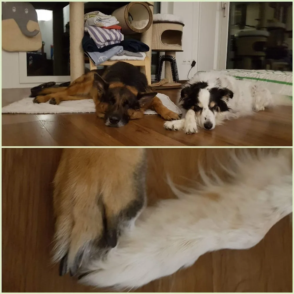 Tierbetreuung-Zuerichsee - Bubikon pet otel