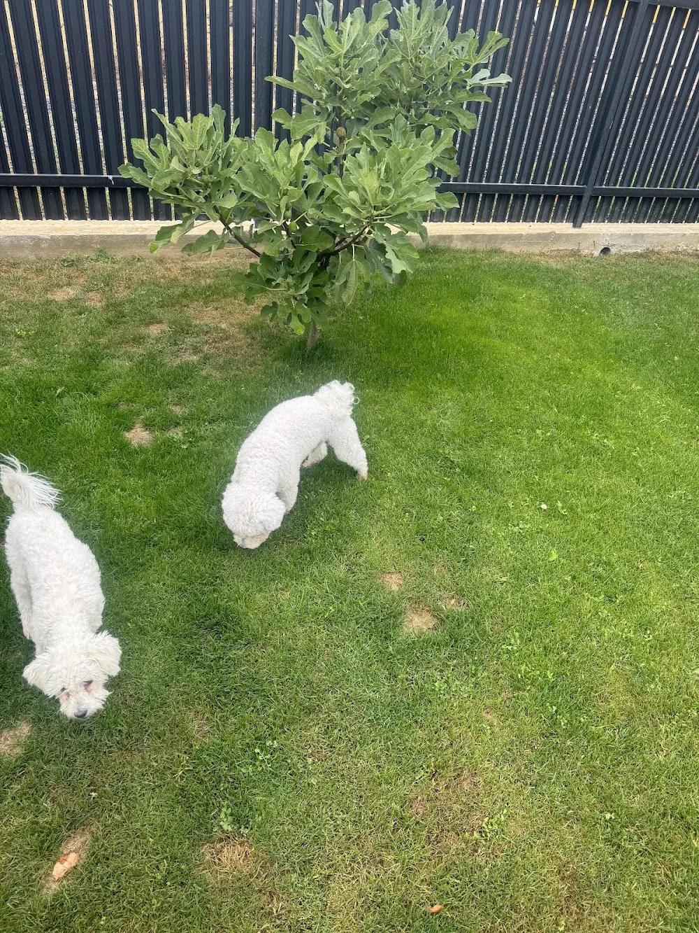 Bejan Pet's Hotel - Bucharest pet otel