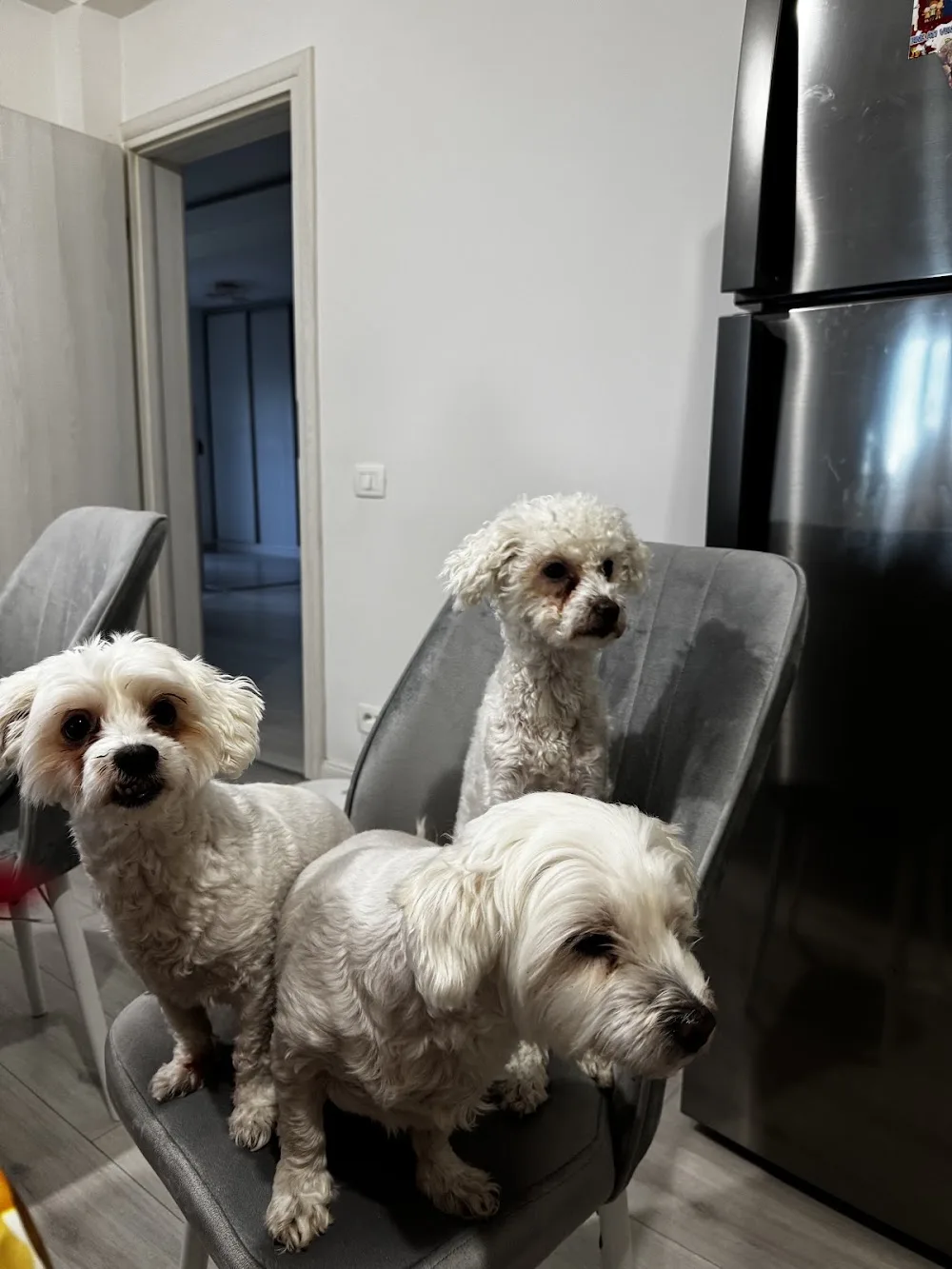 Bejan Pet's Hotel - Bucharest pet otel görseli 3