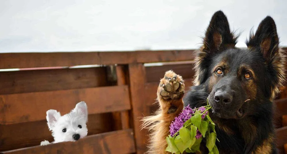 Canisa BringsLoveKennel - Bucharest pet otel