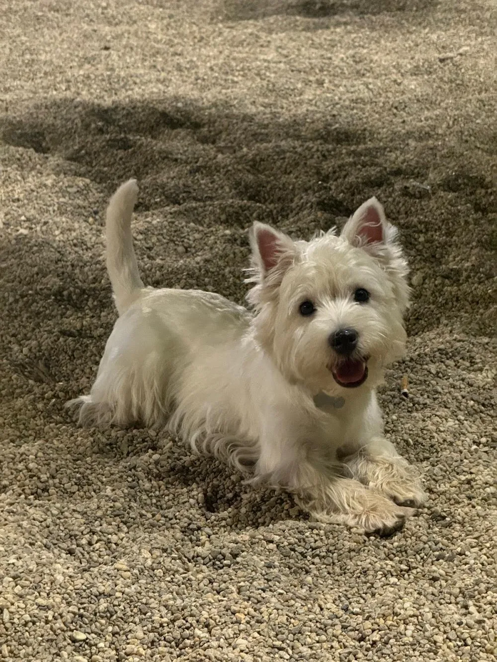 Canisa BringsLoveKennel - Bucharest pet otel görseli 3