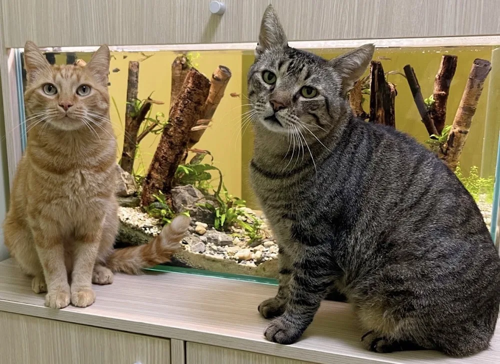 Cat Hotel Bucuresti (Berceni) - Hotel pentru pisici - Bucharest pet otel
