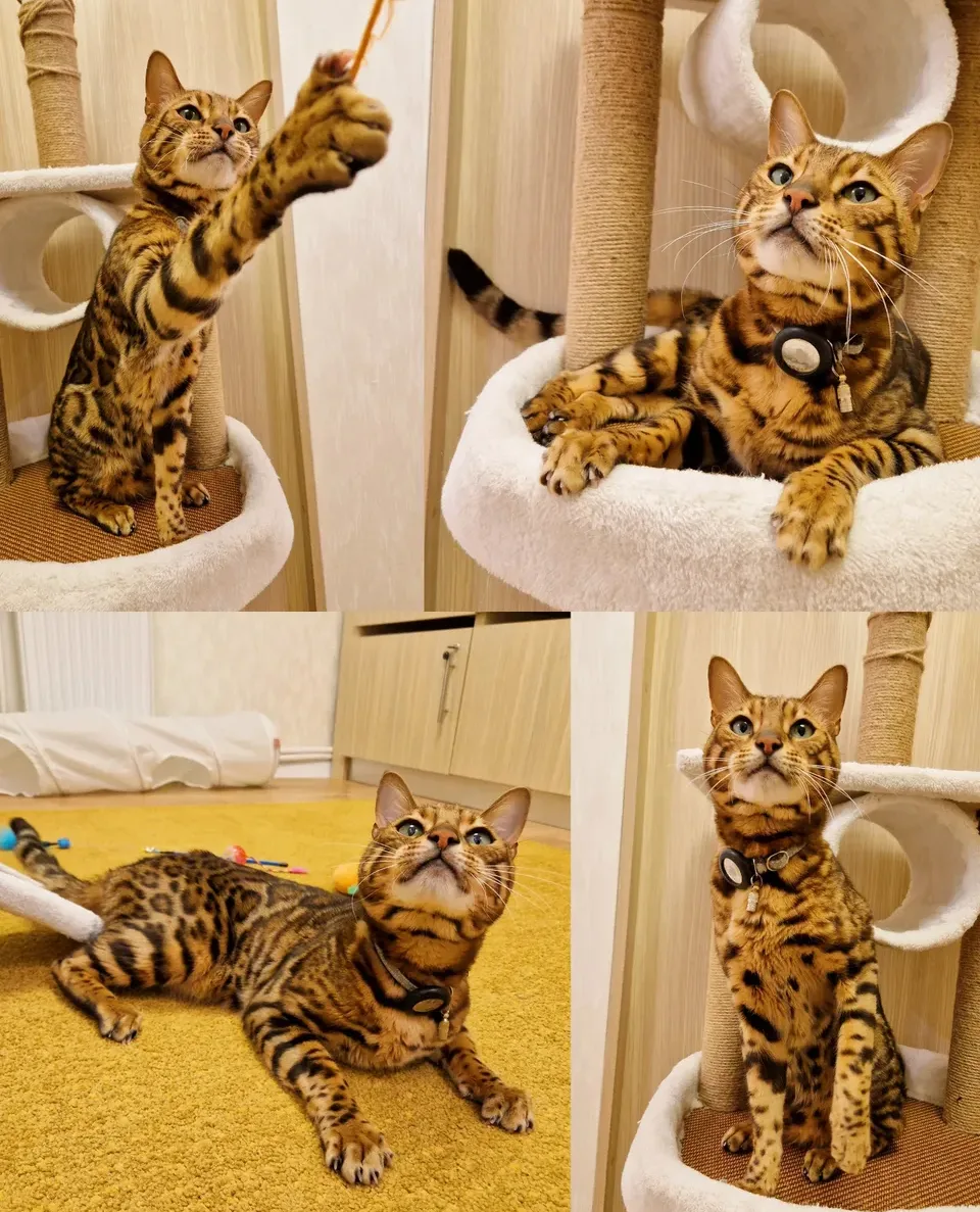 Cat Hotel Stefan cel Mare - Hotel pentru pisici - Bucharest pet otel