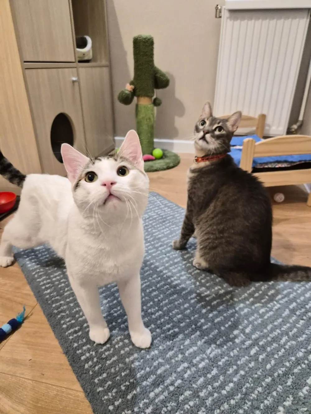 Cat Hotel Stefan cel Mare - Hotel pentru pisici - Bucharest pet otel görseli 3