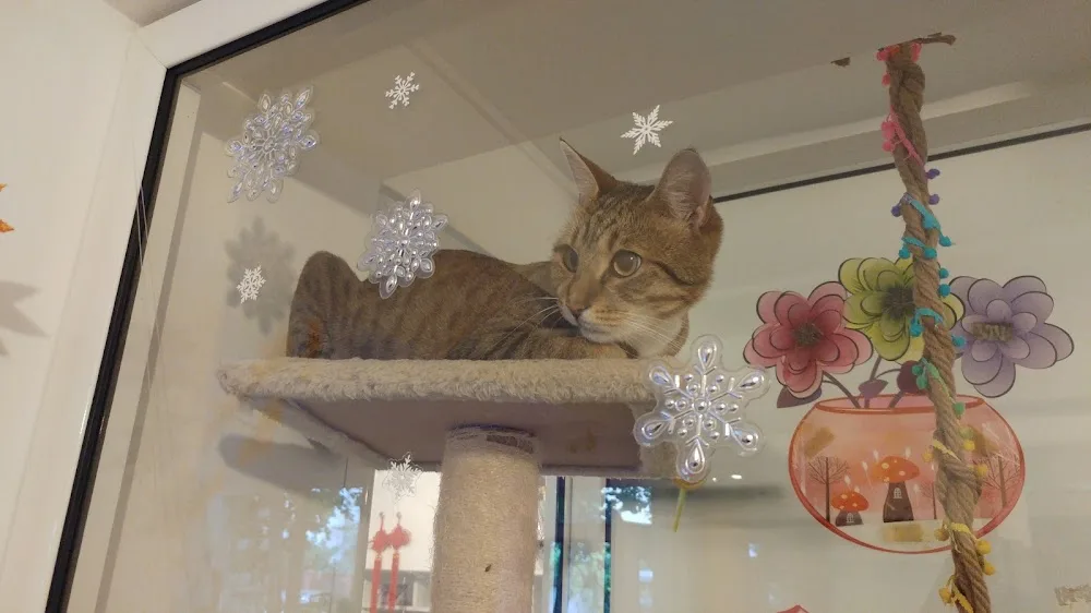 CAT HOTEL - Bucharest pet otel görseli 3