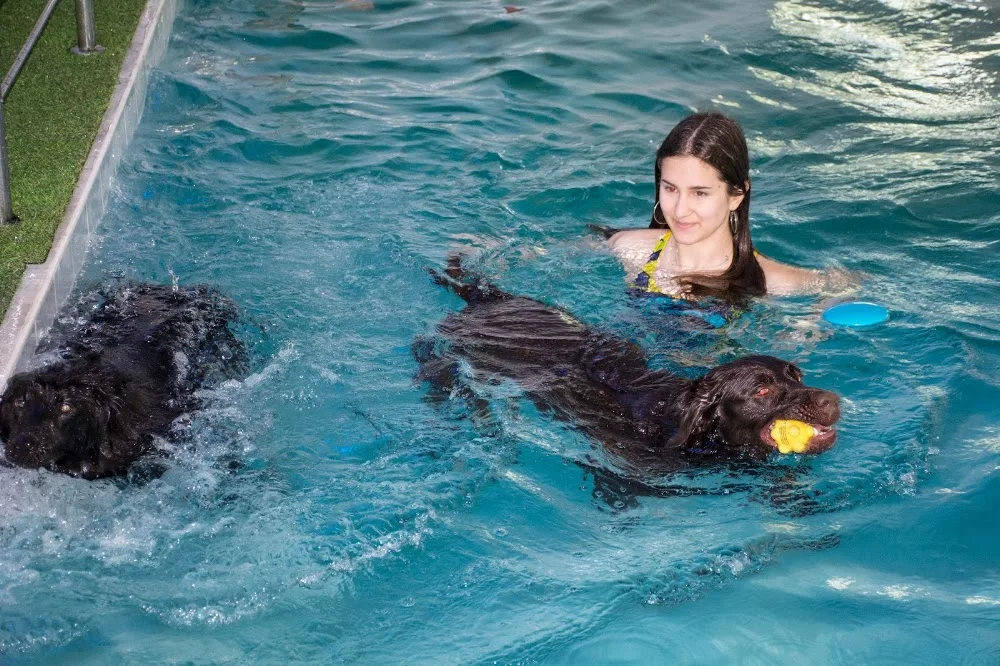 Dog Resort: Acasă cu dresorii - petsitting București - Bucharest pet otel görseli 3