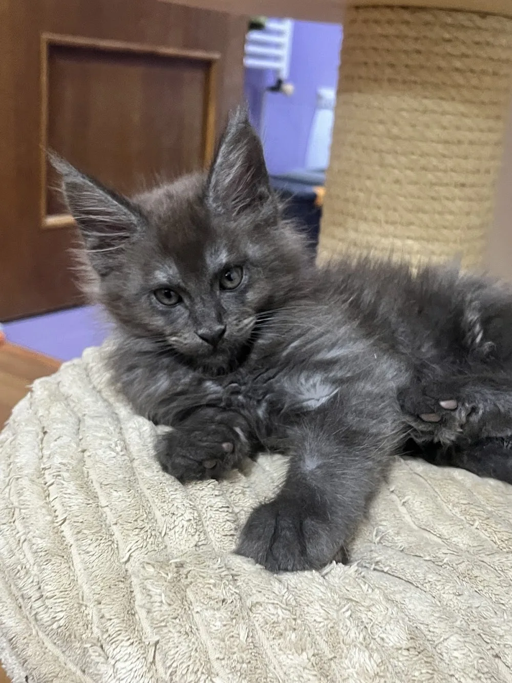 Gina's Dream Maine Coon Cattery - Bucharest pet otel görseli 2