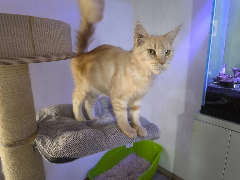 Gina's Dream Maine Coon Cattery - Bucharest pet otel görseli 3