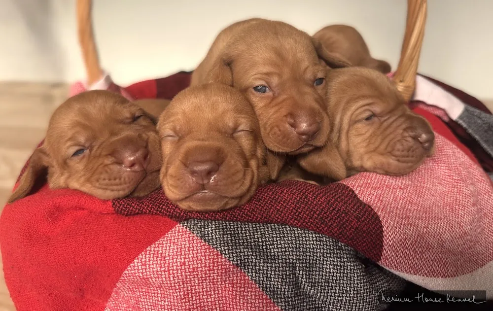 Nerium House Kennel FCI | Canisă Vizsla Maghiară (Partner of Royal Canin Prestige Breeders' Club) - Bucharest pet otel görseli 2